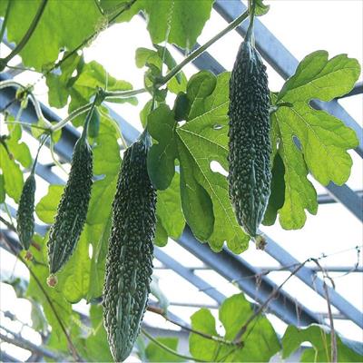 節成ゴーヤー 島娘