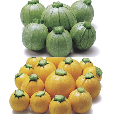 ズッキーニ 卵型のかわいいズッキーニ 2種セット