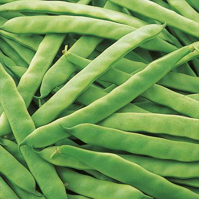 つるありインゲン ジャンビーノ