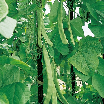 つるありインゲン マンズナル