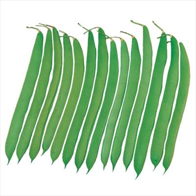 つるありインゲン 南星