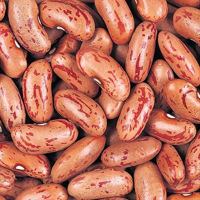 つるなし 長うずら