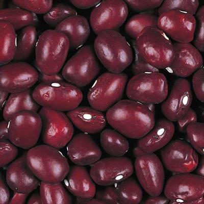 つるなし 本金時