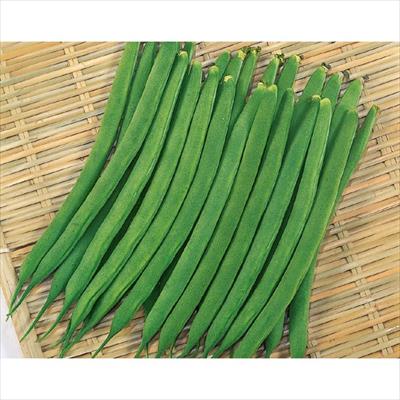 つるなしインゲン レグルス