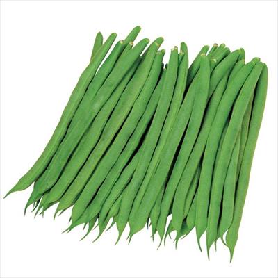 つるありインゲン プロップキング