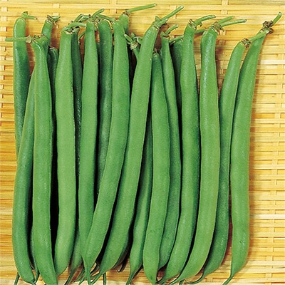 つるなしインゲン  アーロン