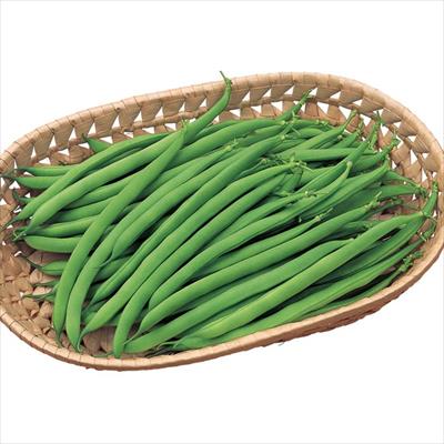 つるなしインゲン サクサク王子(R)ネオ