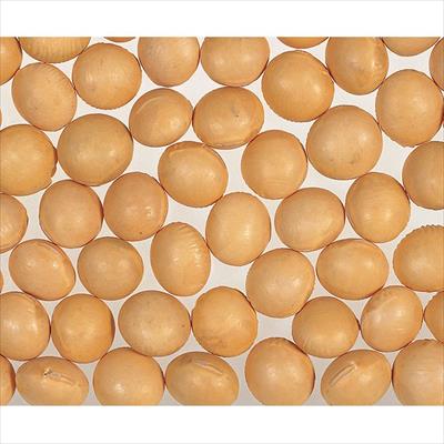 エダマメ つるの子大豆