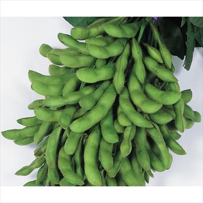 エダマメ 夏の声