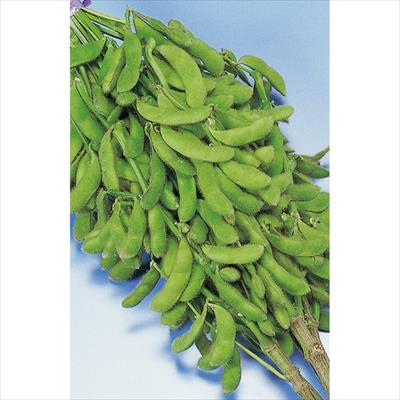 エダマメ 新小平方茶豆