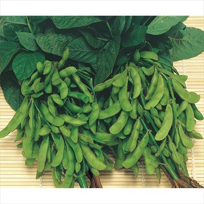 野菜 ハーブの種 キノコ 種 タネ 球根 苗の通販はサカタのタネ オンラインショップ