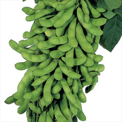 エダマメ 夏の調べ