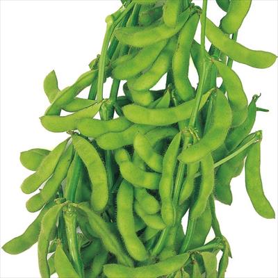 エダマメ  とびきり