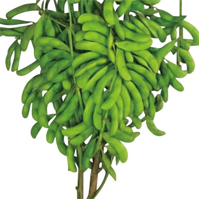 エダマメ 味ゆたか