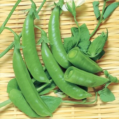 野菜 ハーブの種 キノコ 豆類 エンドウ 種 タネ 球根 苗の通販はサカタのタネ オンラインショップ