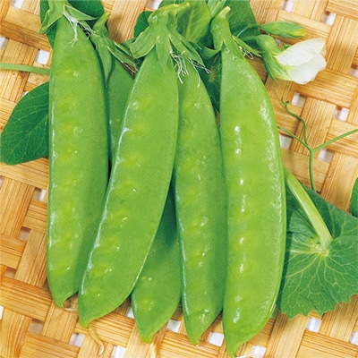 つるありエンドウ 兵庫絹莢