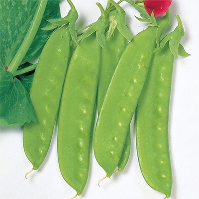 赤花つるありエンドウ 豊成