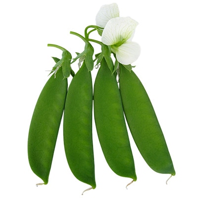 つるなしエンドウ 貴笹