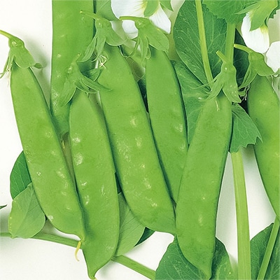 つるありエンドウ あずみ野30日絹莢PMR