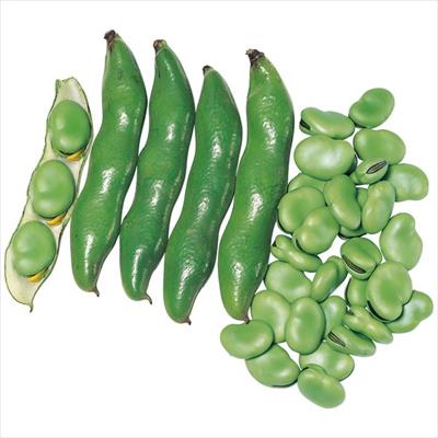 ソラマメ 打越緑一寸