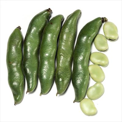 ソラマメ 陵西一寸