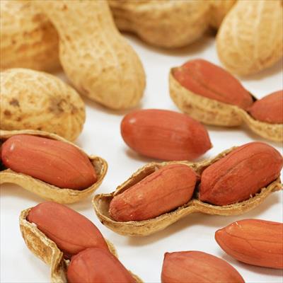 ラッカセイ ナカテユタカ