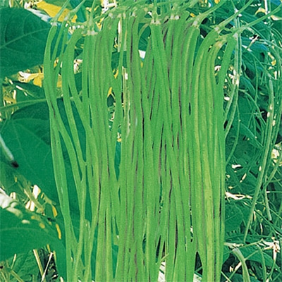 十六ささげ （約100粒）1袋