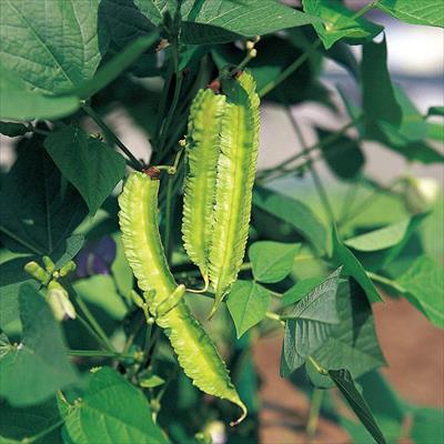 マメ シカクマメ