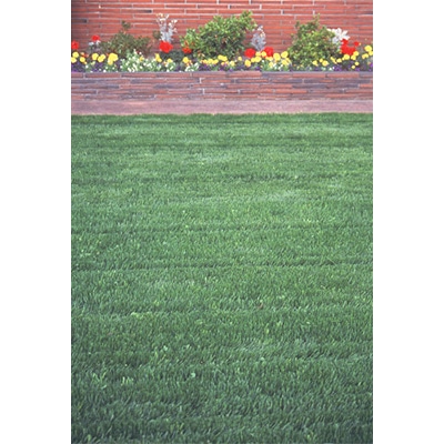 西洋芝 みどりの芝生 少量タイプ