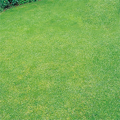 西洋芝 寒冷地用