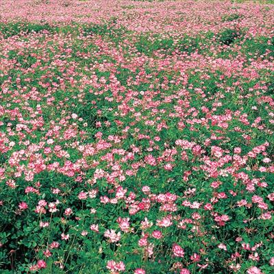 レンゲ 紫雲英｜種（タネ）,球根,苗,資材,ガーデニンググッズの通販はサカタのタネ オンラインショップ