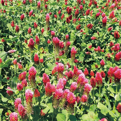 西洋芝 みどりの芝生 シェイカーバッグ｜種（タネ）,球根,苗の通販は