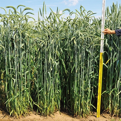 ライコムギ ライダックスE