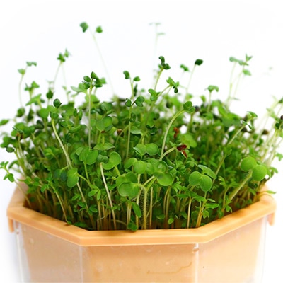 ヘルシーミックス スプラウト