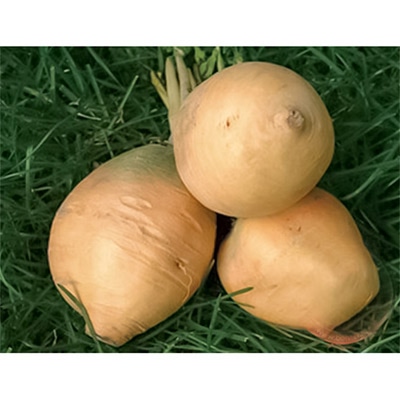 有機種子 金カブ