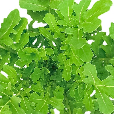 有機種子 ロケット ルッコラ