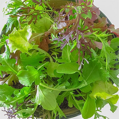 有機種子 サラダミックス