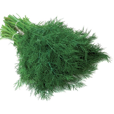 有機種子 ディル