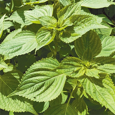 有機種子 エゴマ 田村黒種