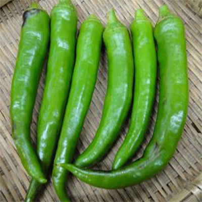 有機種子 甘長とうがらし