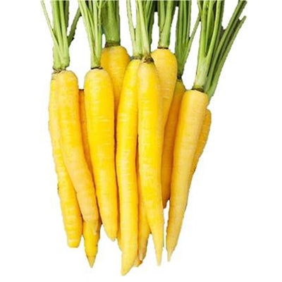 有機種子 ニンジン イエローストーン