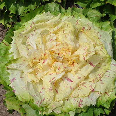 有機種子 チコリ カステルフランコ