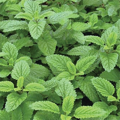 有機種子 レモンバーム