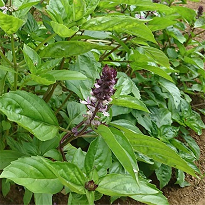 有機種子 シナモンバジル