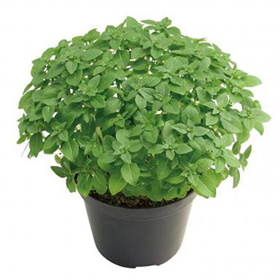 有機種子 ブッシュバジル