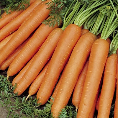 有機種子 ニンジン ナンテス