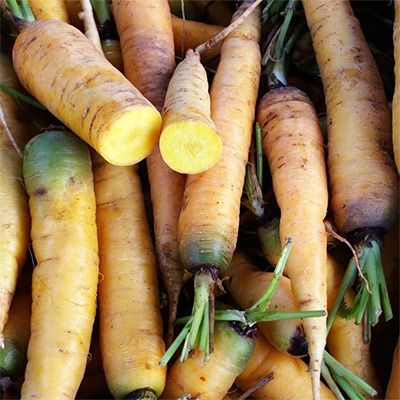 有機種子 黄ニンジン ジャンヌドゥー