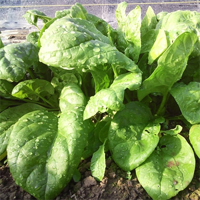 有機種子 ほうれん草 アーリージャイアンントリーフ