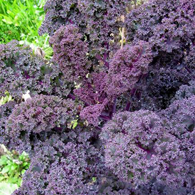 有機種子 赤ケール カーリータイプ 赤葉