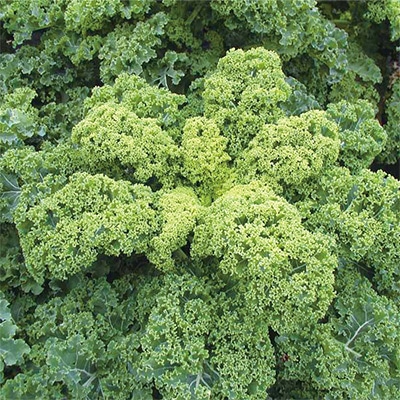 有機種子 ケール カーリータイプ 緑葉